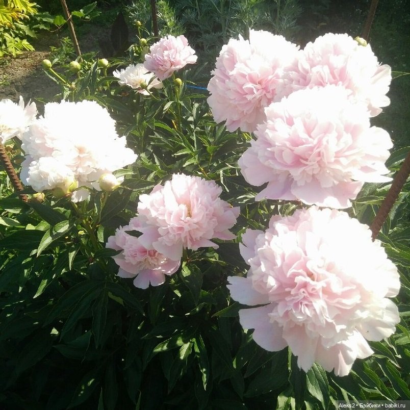 Моя любовь к куклам ГДР. Ziegelwerke Zehdenick,Betriebsteil Steinzeugwerk Gorzke