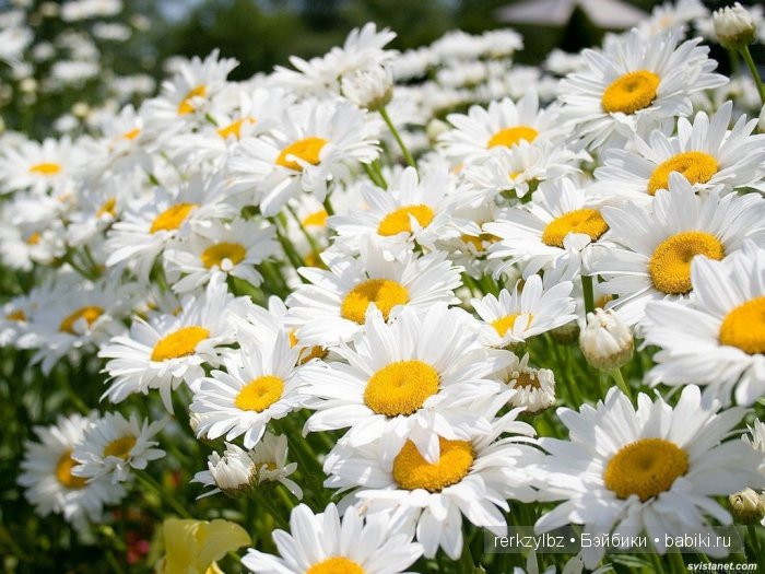 Я дарю всем влюбленным на свете РОМАШКОВЫЕ поля