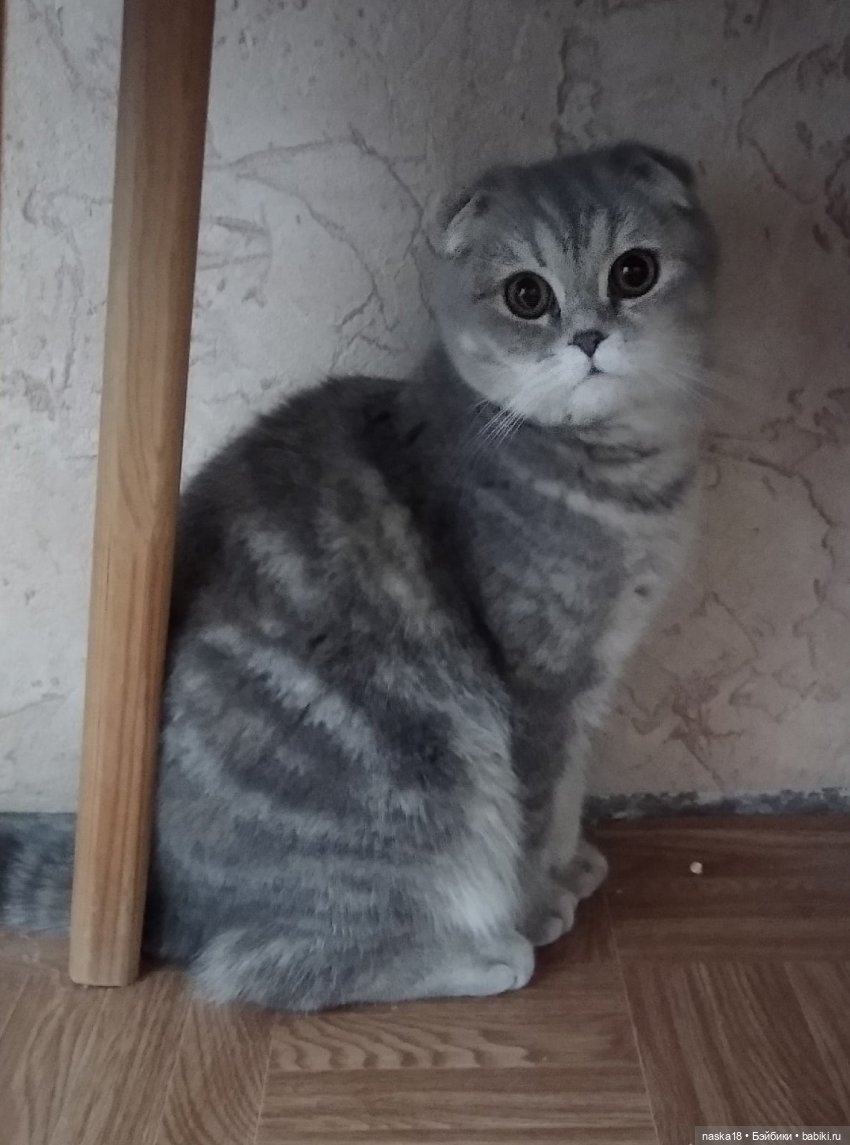 Это моя Муся)))