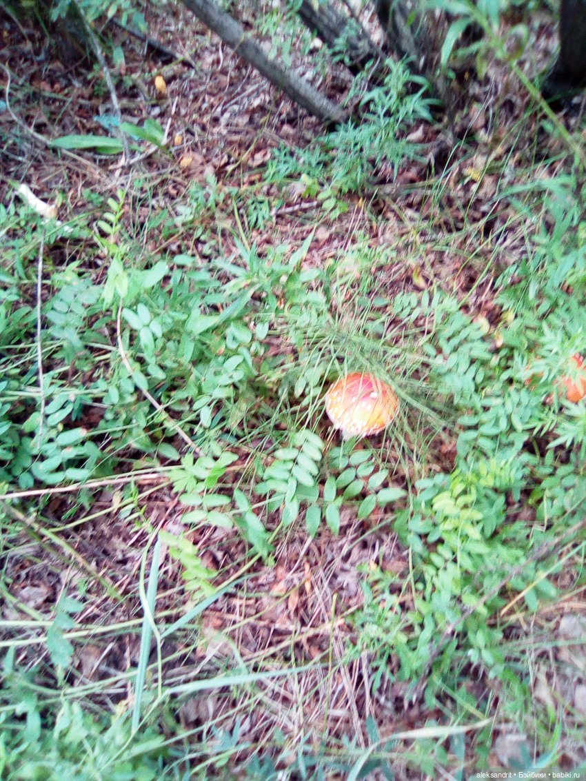 Мои Маришки или как мы по лесу гуляли