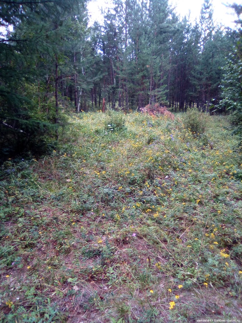 Мои Маришки или как мы по лесу гуляли