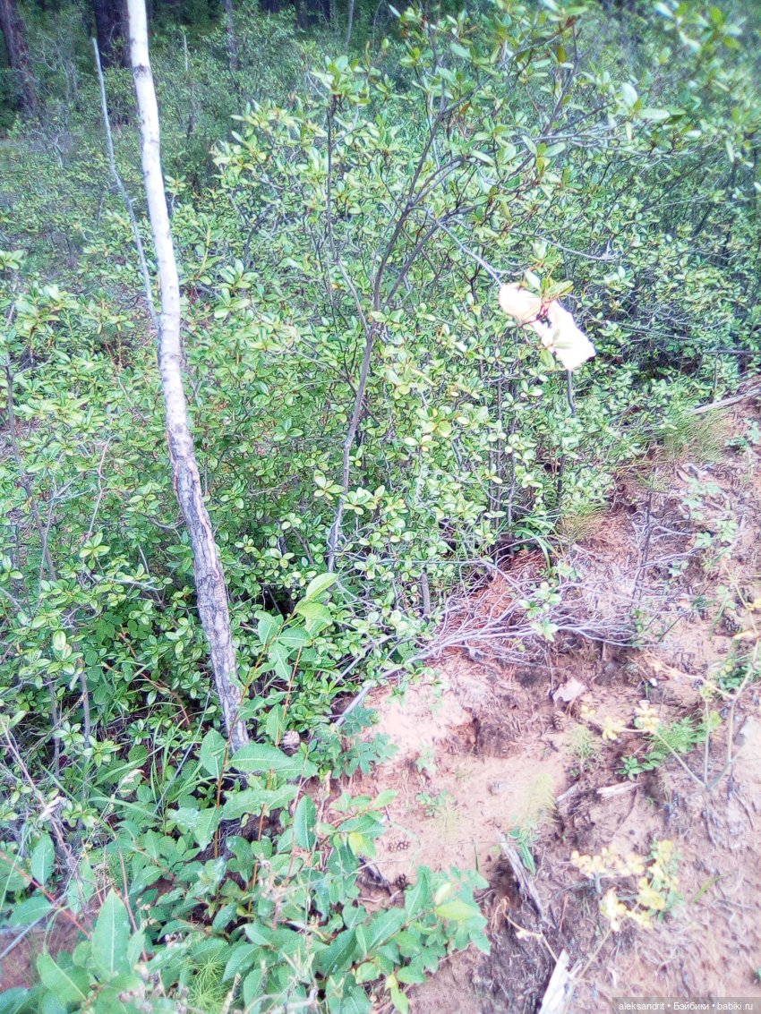 Мои Маришки или как мы по лесу гуляли