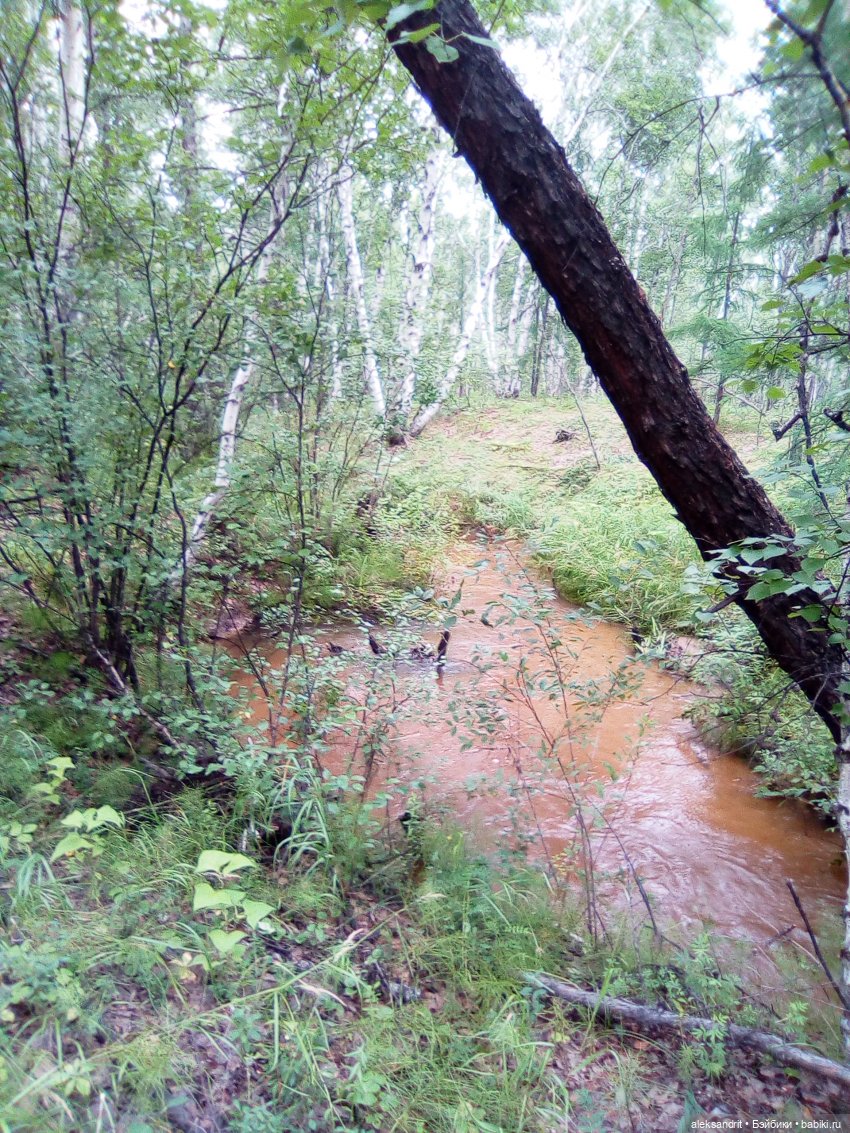 Мои Маришки или как мы по лесу гуляли