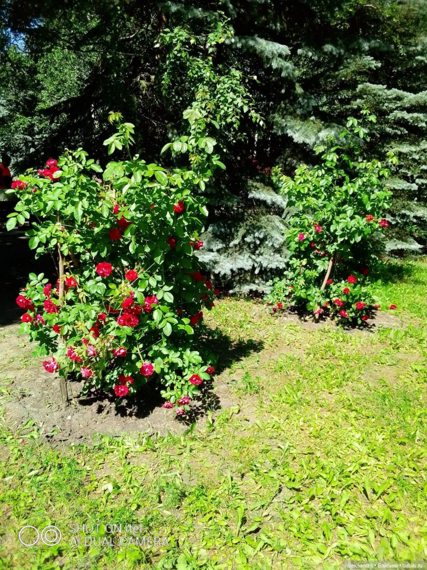 Дорога, дорога, нас в дальние дали зовет... быть может для счастья осталось