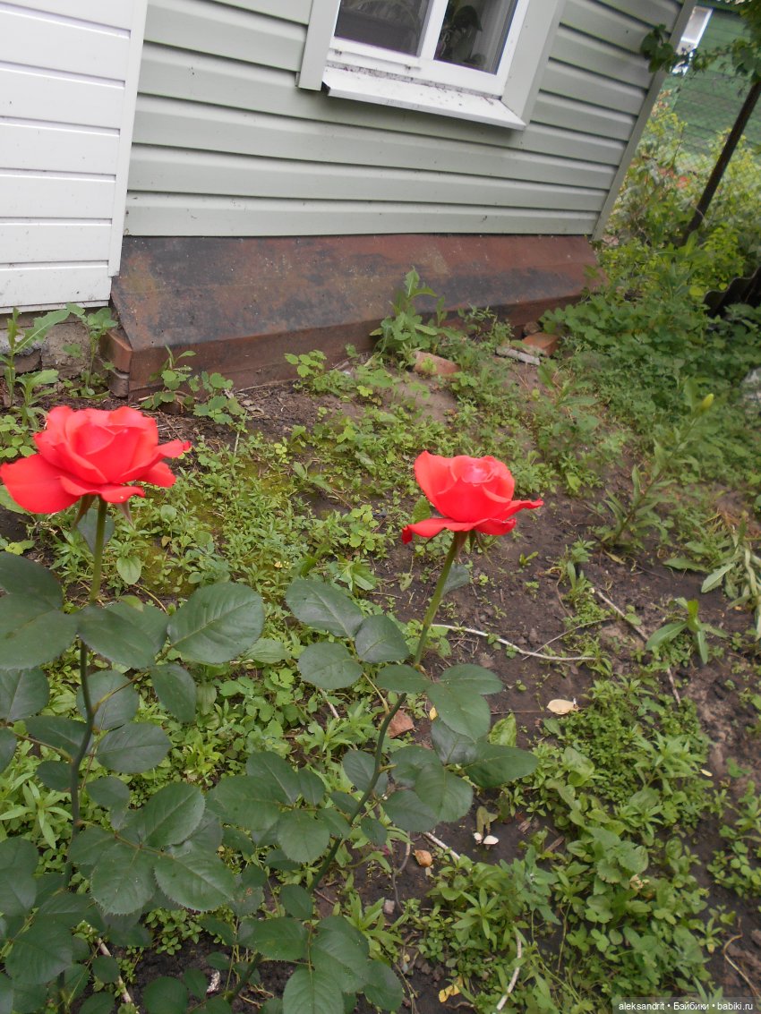 Ну какой мальчишка не мечтал о мотоцикле или лето в селе | Бэйбики Ну какой мальчишка не мечтал о мотоцикле или лето в селе