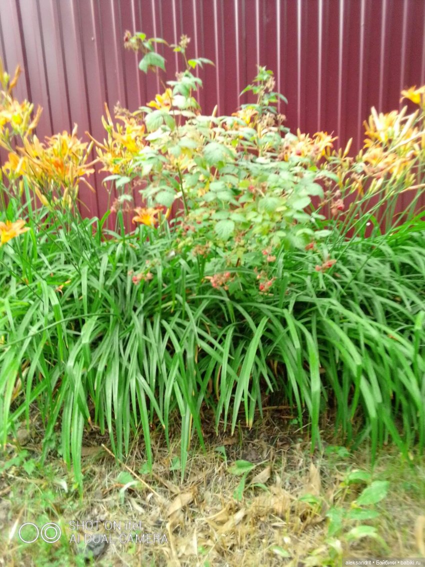 Василинка путешественница или город Сердобск (фото 7)