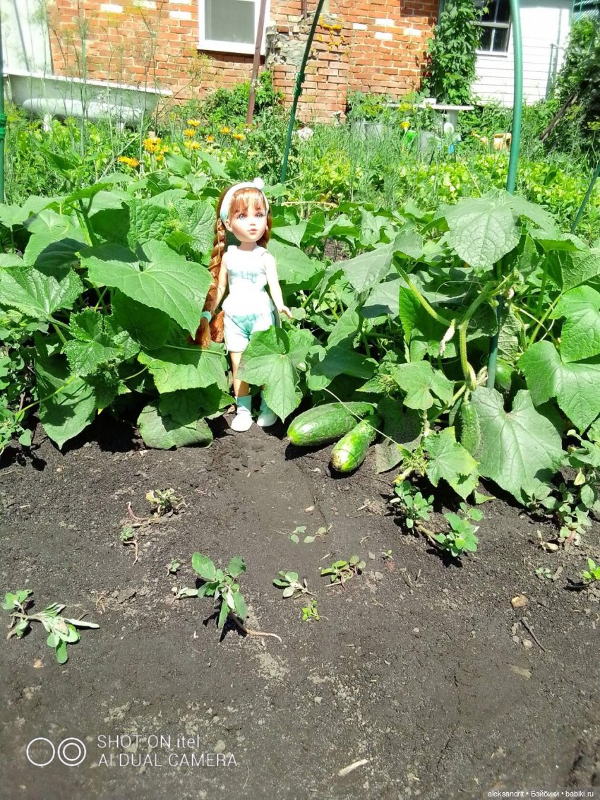 Василинка путешественница или город Сердобск