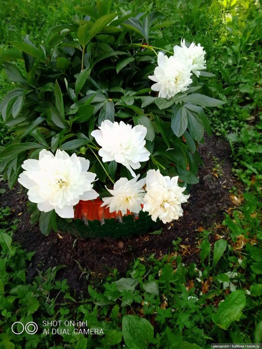 Василинка путешественница или город Сердобск