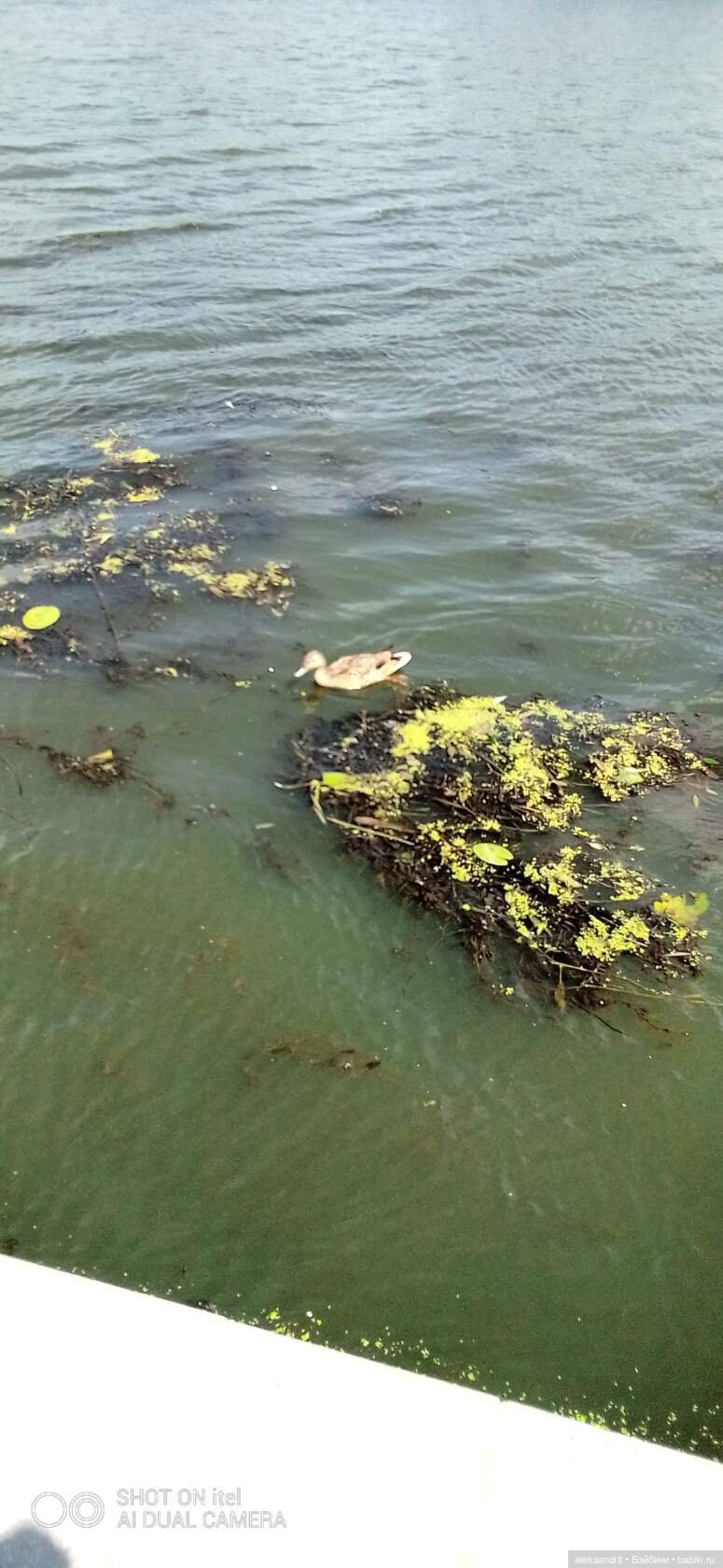 Василинка, путешествие продолжается | Бэйбики Василинка, путешествие продолжается