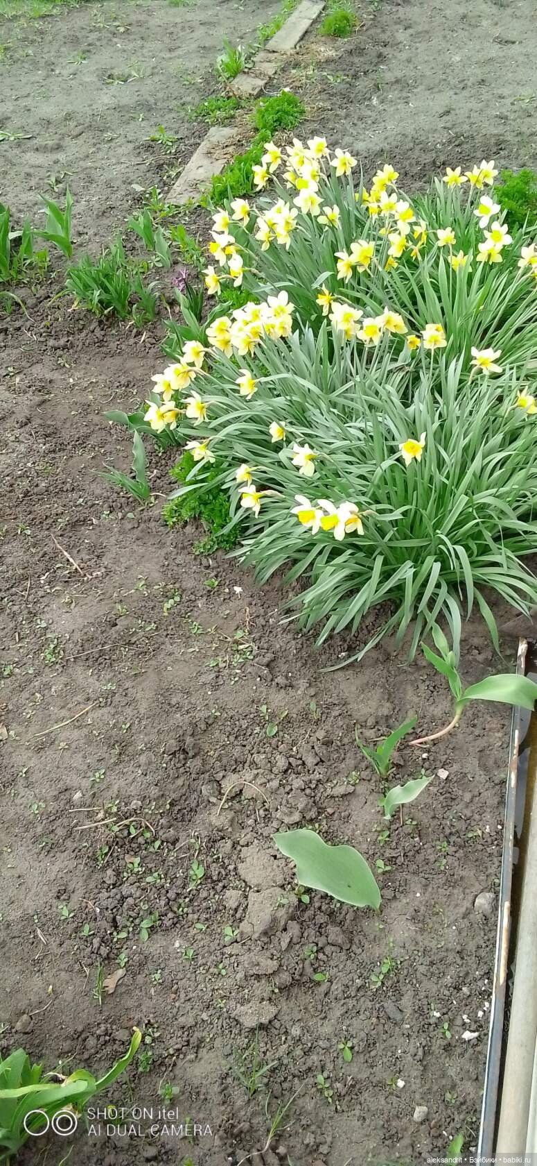 Как мои девченки Пасху встречали (фото 2)