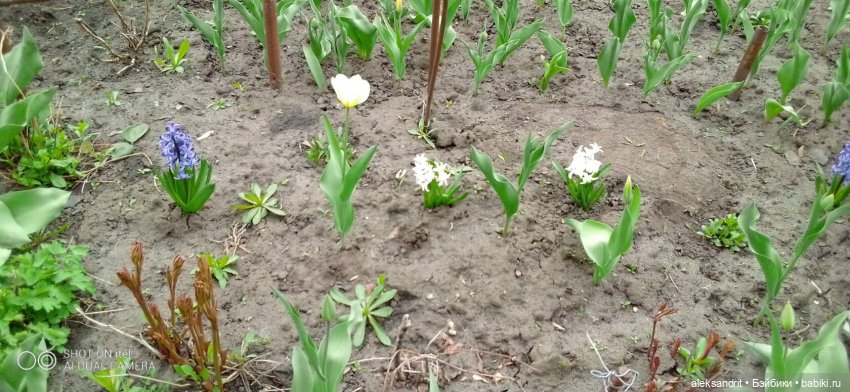 Как мои девченки Пасху встречали (фото 3)