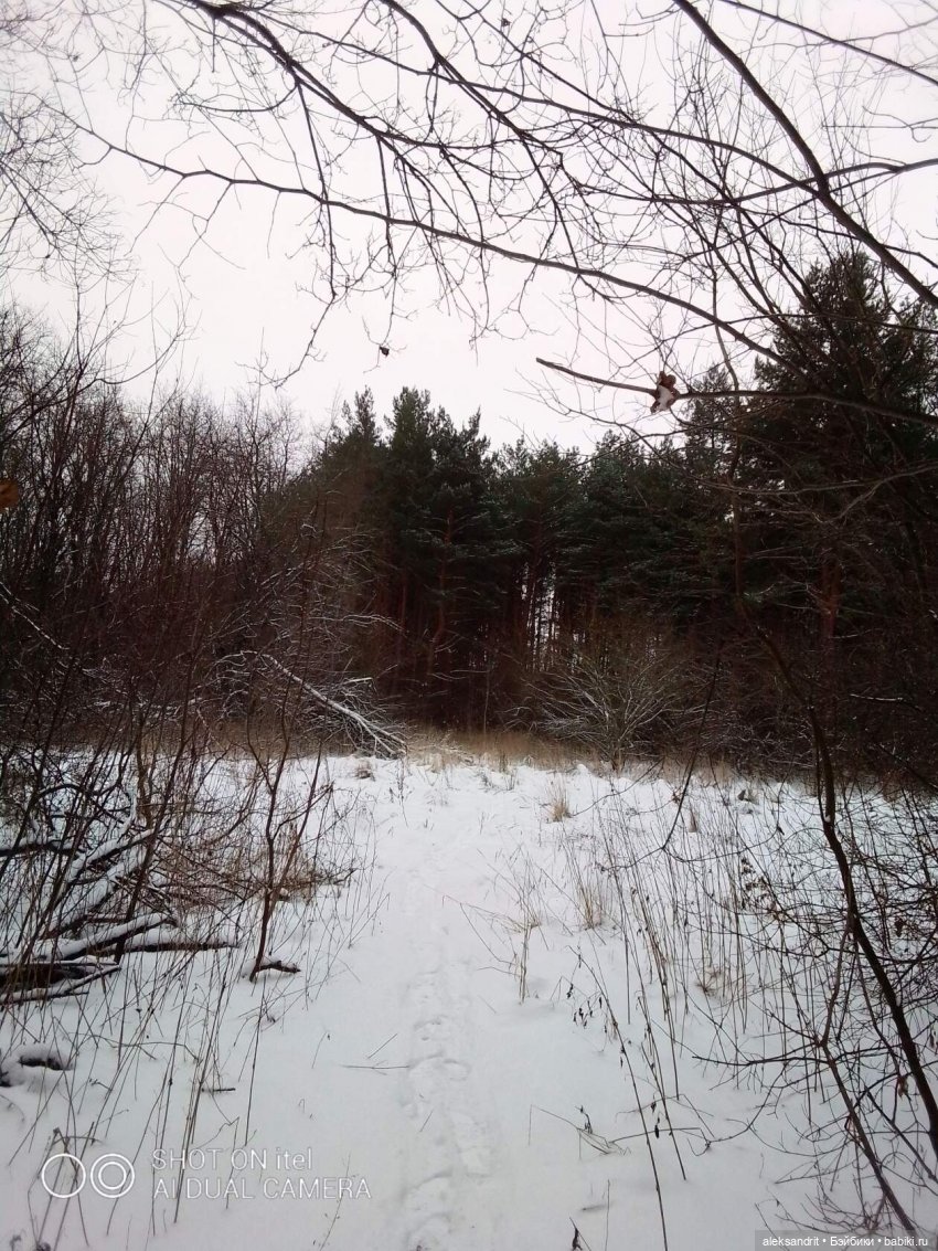 зимний лес