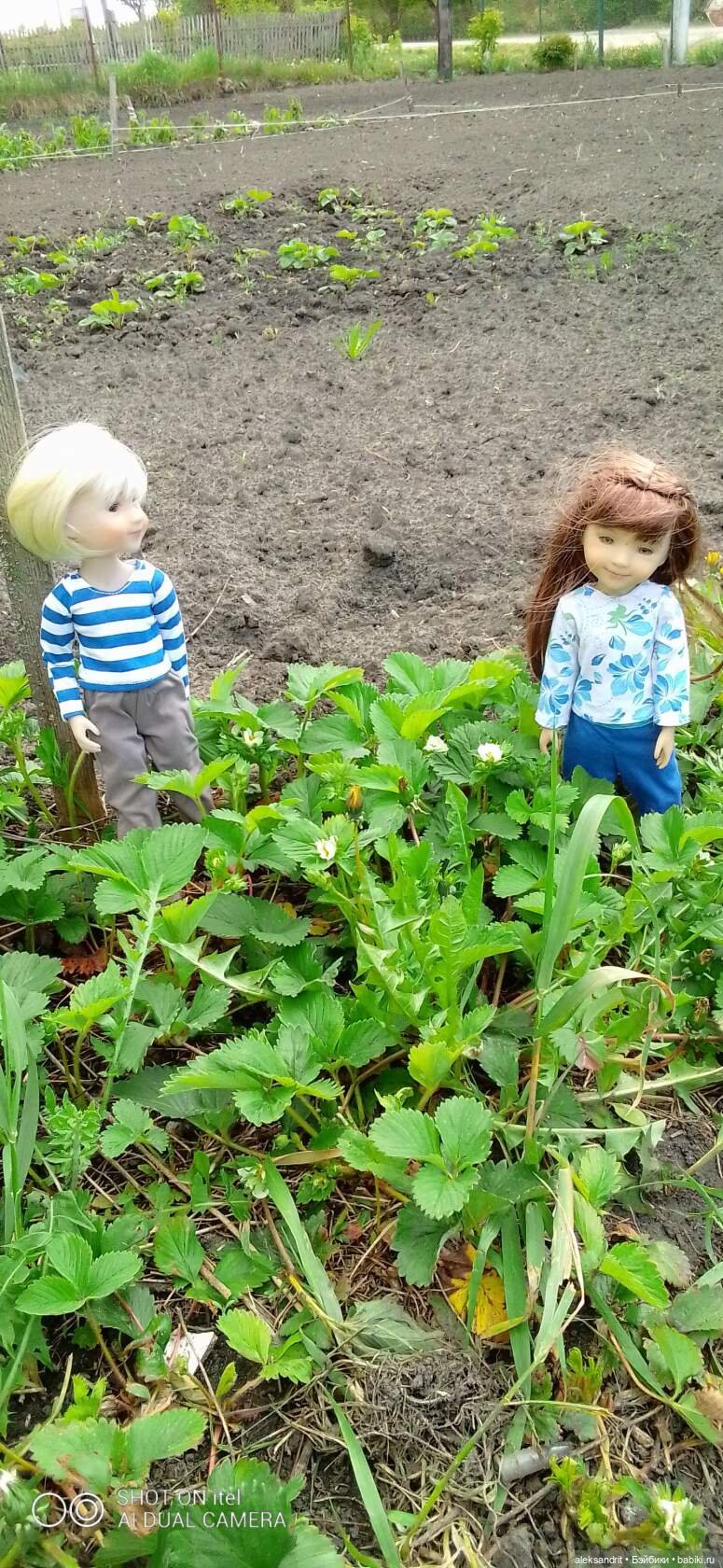 Воспоминание о прошедшем лете ...или как мы клубнику пересаживали (фото 2)