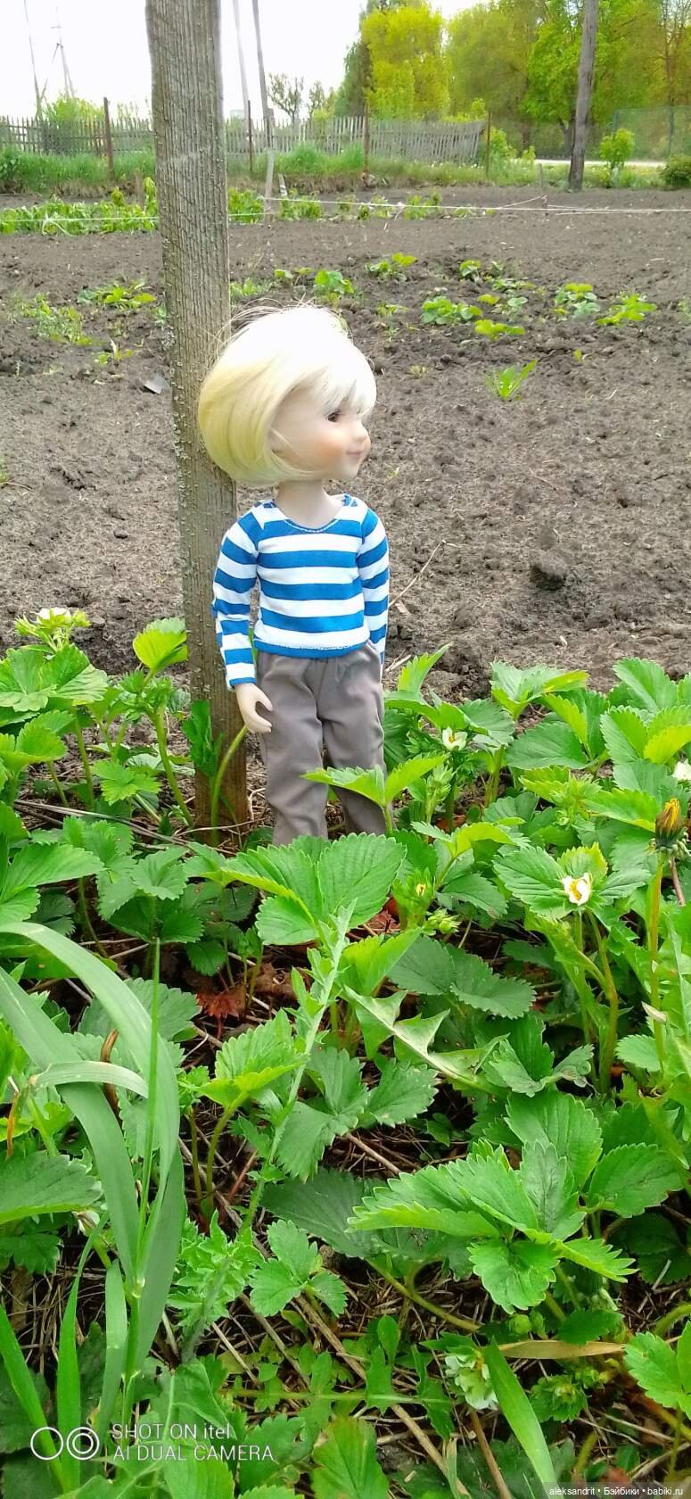 Воспоминание о прошедшем лете ...или как мы клубнику пересаживали (фото 3)