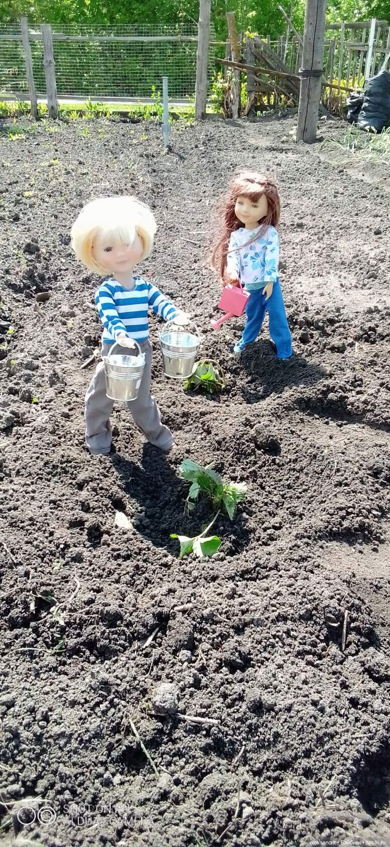 Воспоминание о прошедшем лете ...или как мы клубнику пересаживали