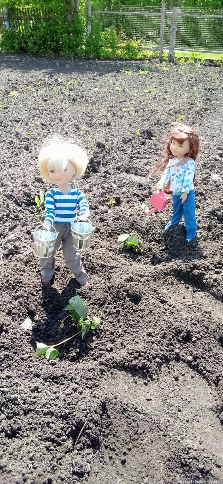 Воспоминание о прошедшем лете ...или как мы клубнику пересаживали (фото 8)