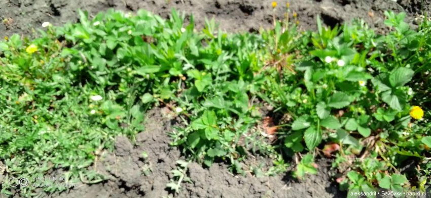 Воспоминание о прошедшем лете ...или как мы клубнику пересаживали