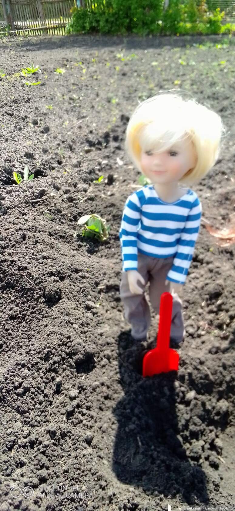 Воспоминание о прошедшем лете ...или как мы клубнику пересаживали (фото 7)