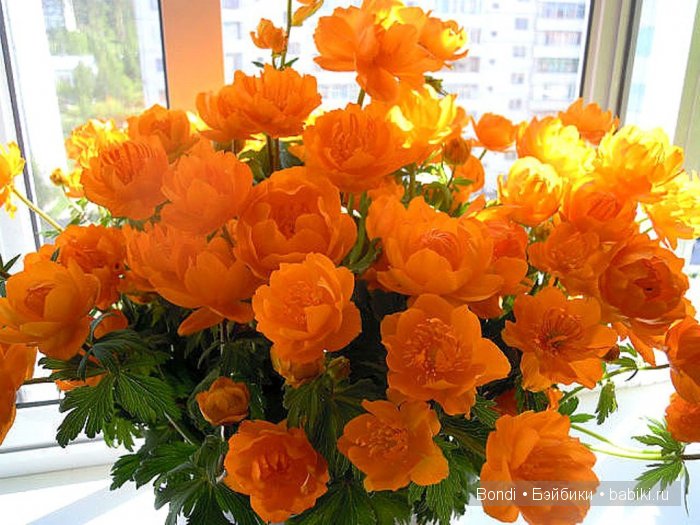 "Очень редкий цветочек" — Куклы Kaye Wiggs (Кайе Виггс): авторские BJD (БЖД)