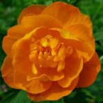 "Очень редкий цветочек"