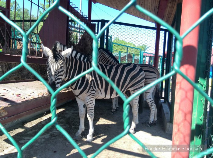 Одна Маша хорошо .... или как мы съездили в Красноярск. 1 часть Зоопарк