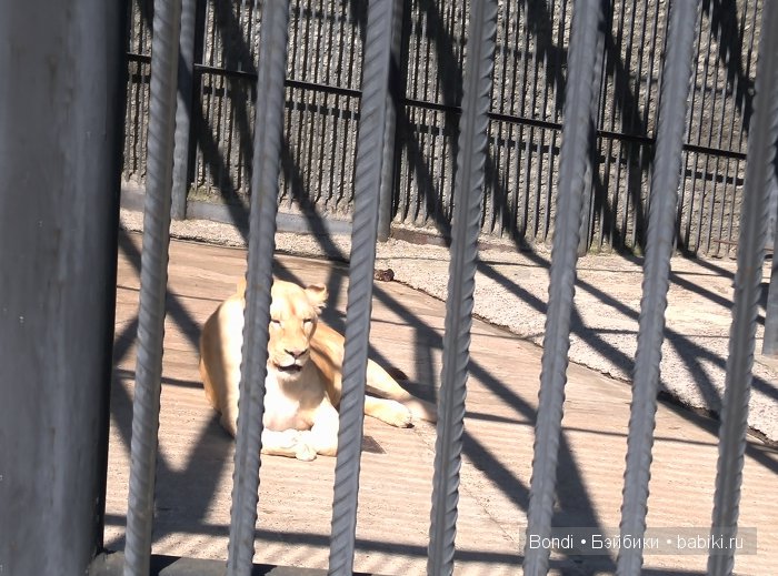 Одна Маша хорошо .... или как мы съездили в Красноярск. 1 часть Зоопарк
