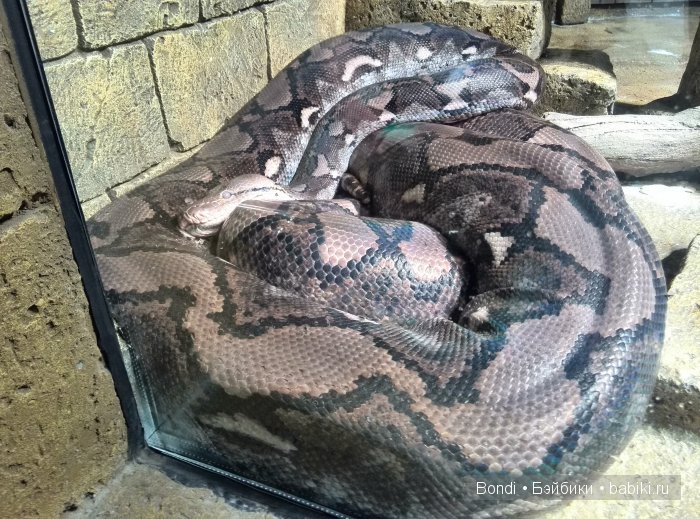 Одна Маша хорошо .... или как мы съездили в Красноярск. 1 часть Зоопарк