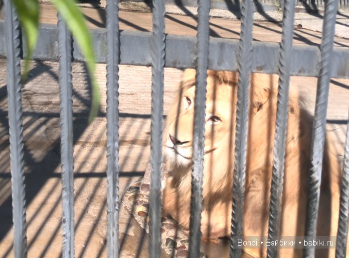 Одна Маша хорошо .... или как мы съездили в Красноярск. 1 часть Зоопарк