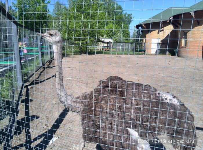 Одна Маша хорошо .... или как мы съездили в Красноярск. 1 часть Зоопарк