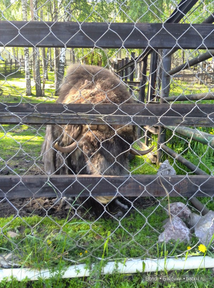 Одна Маша хорошо .... или как мы съездили в Красноярск. 1 часть Зоопарк (фото 10)