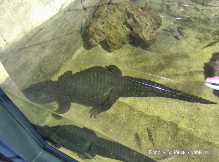 Одна Маша хорошо .... или как мы съездили в Красноярск. 1 часть Зоопарк