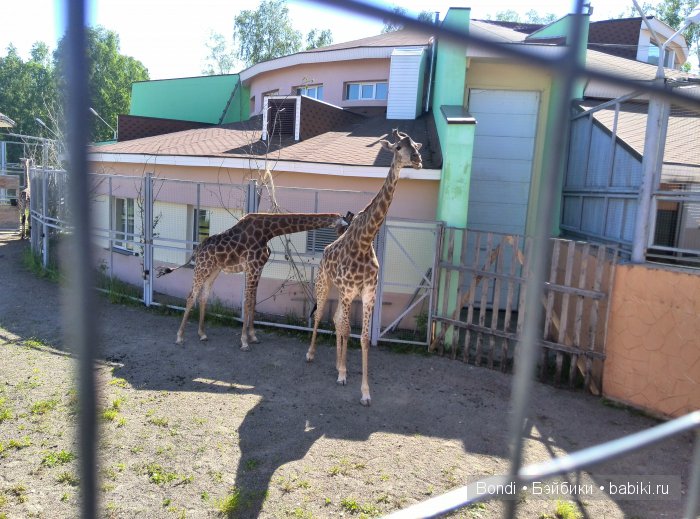 Одна Маша хорошо .... или как мы съездили в Красноярск. 1 часть Зоопарк