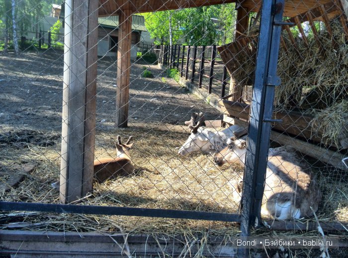 Одна Маша хорошо .... или как мы съездили в Красноярск. 1 часть Зоопарк