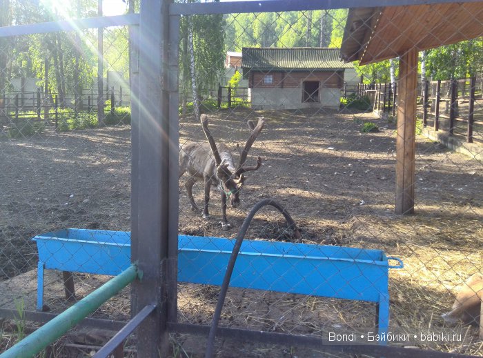 Одна Маша хорошо .... или как мы съездили в Красноярск. 1 часть Зоопарк