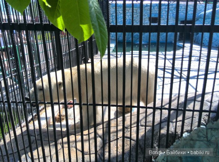 Одна Маша хорошо .... или как мы съездили в Красноярск. 1 часть Зоопарк