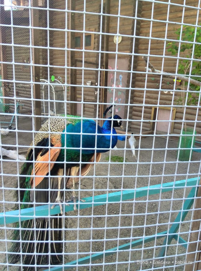 Одна Маша хорошо .... или как мы съездили в Красноярск. 1 часть Зоопарк