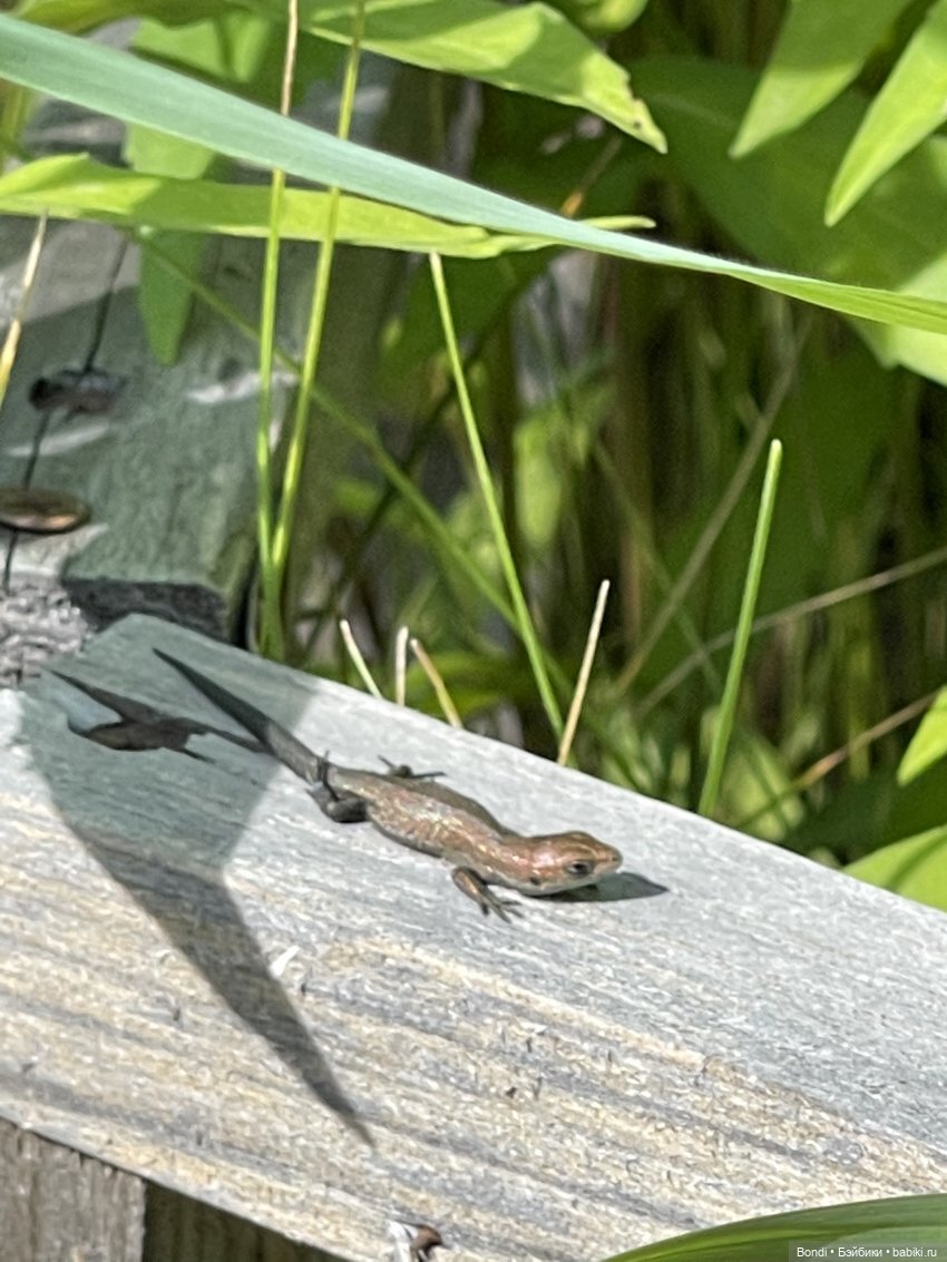 Тигруля в ленте — Интересные игрушки и фигурки (разное): редкие