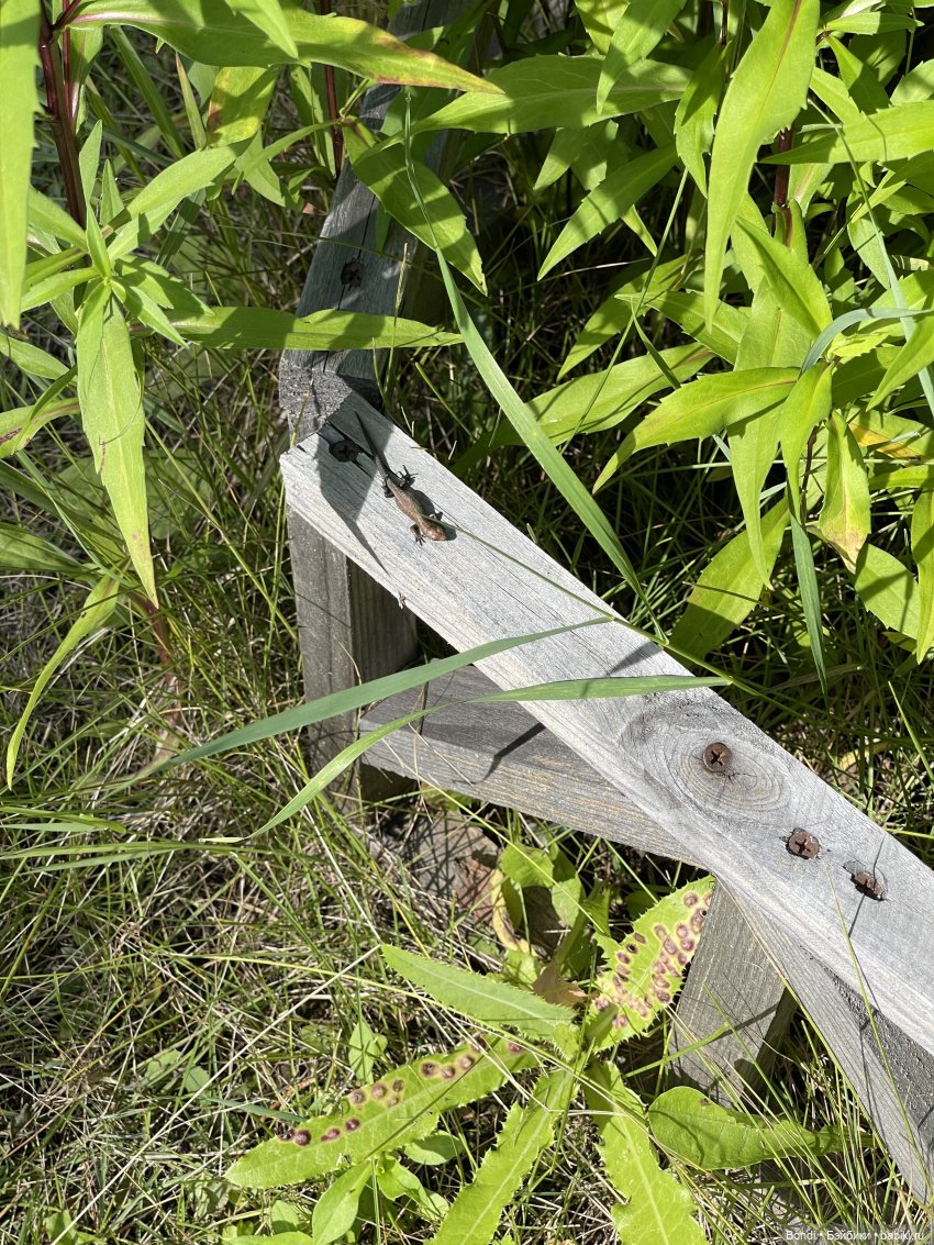 Тигруля в ленте — Интересные игрушки и фигурки (разное): редкие