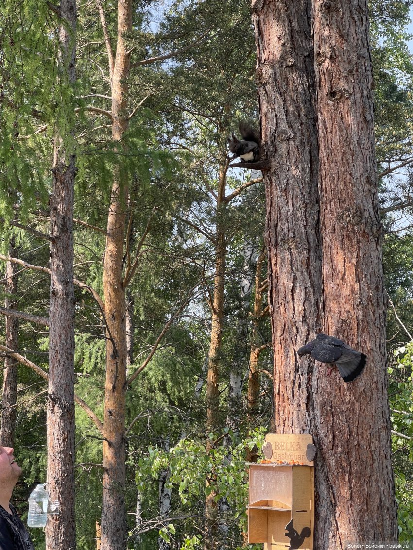 Просто покормили белок и новый житель (фото 2)