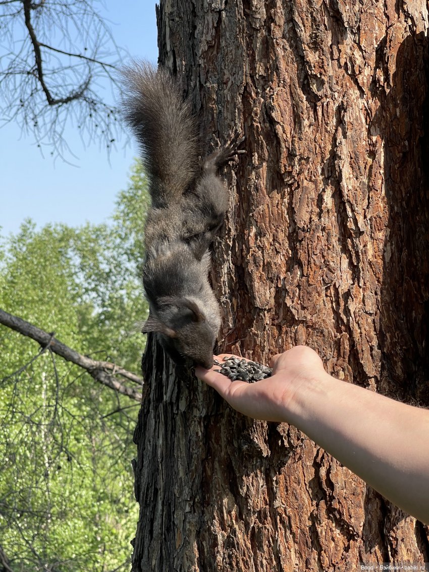 Просто покормили белок и новый житель (фото 3)