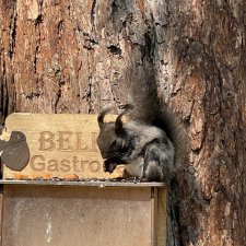 Просто покормили белок и новый житель.