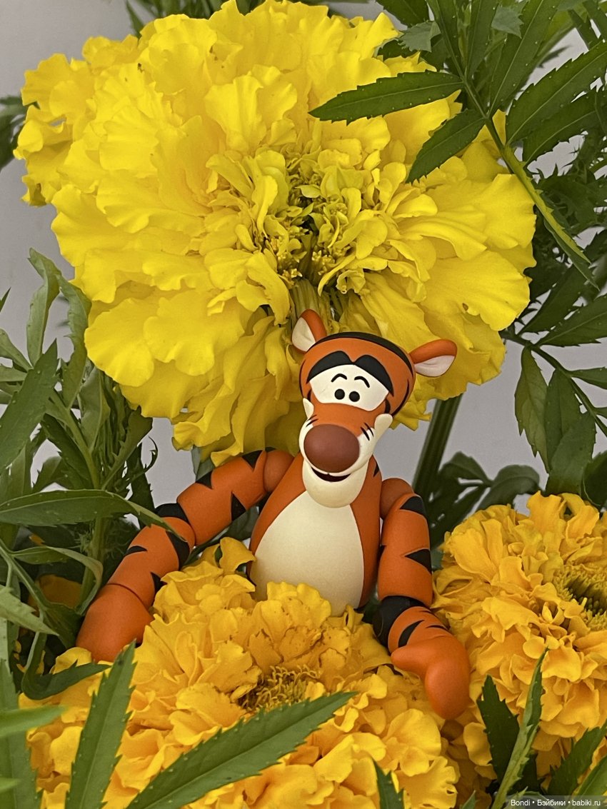 Последние деньки августа. Тигруля в ленте (фото 6)