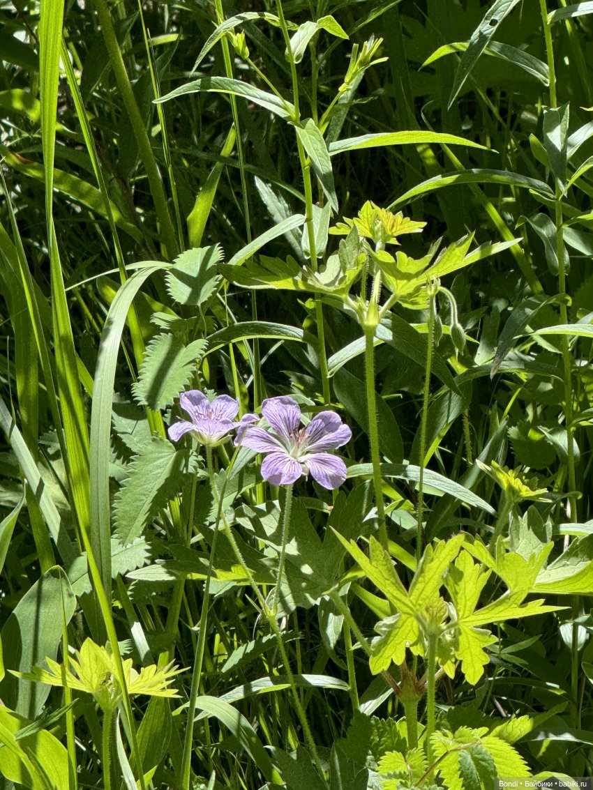 Дирли в своей среде — Игровые куклы разных производителей (Разное): редкие бренды (фото 10)