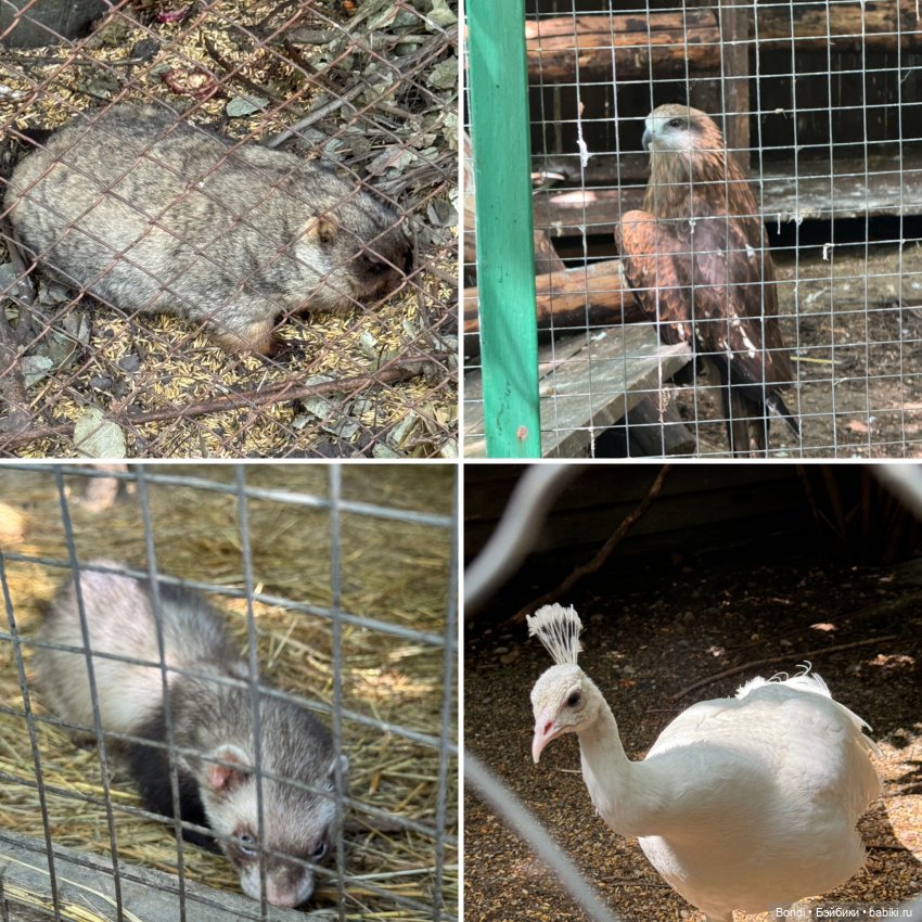 Ботанический сад, зоосад в Иркутске. 2 часть (фото 9)