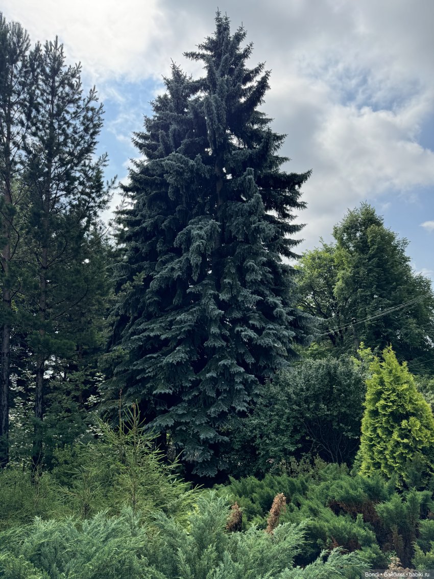 Ботанический сад, зоосад в Иркутске. 1 часть (фото 7)