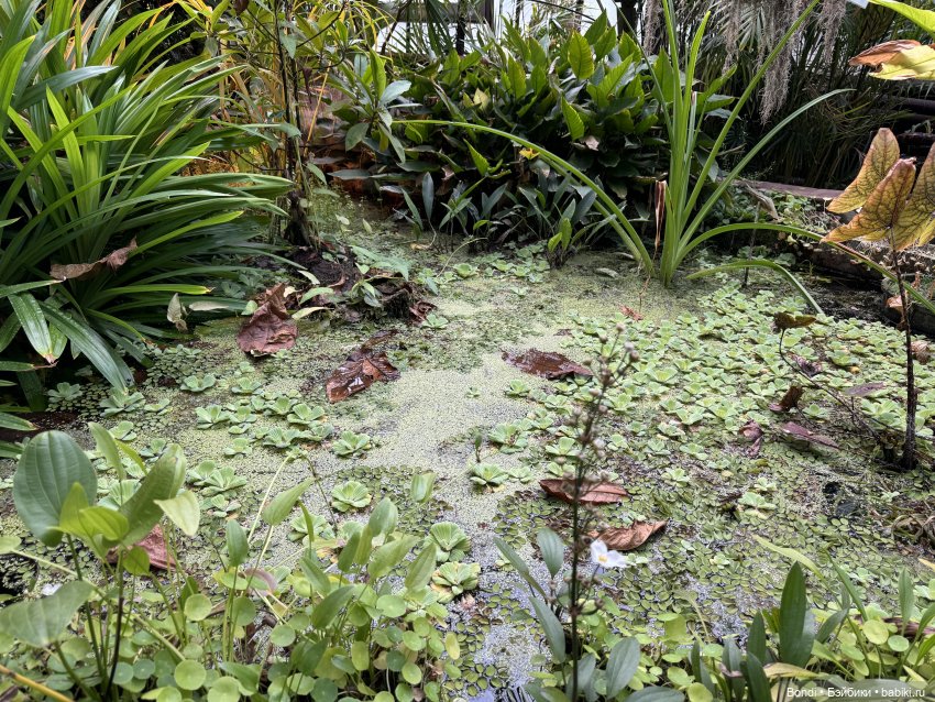 Ботанический сад, зоосад в Иркутске. 1 часть (фото 3)