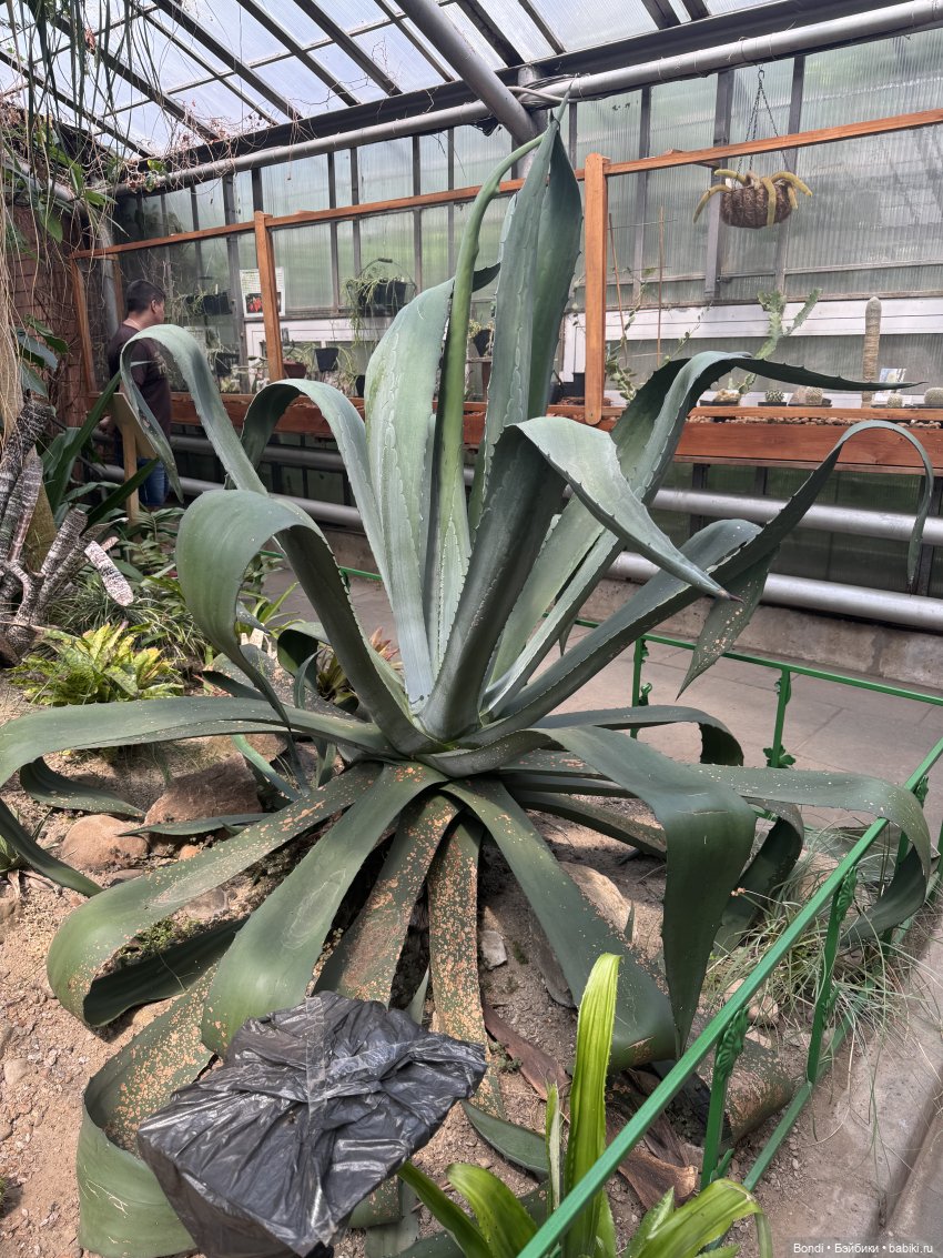 Ботанический сад, зоосад в Иркутске. 2 часть (фото 3)