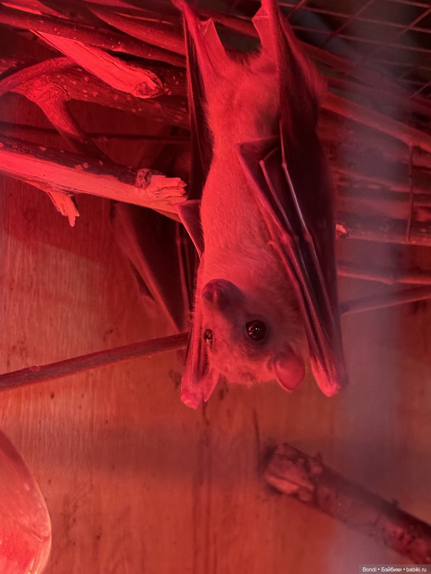 Ботанический сад, зоосад в Иркутске. 2 часть