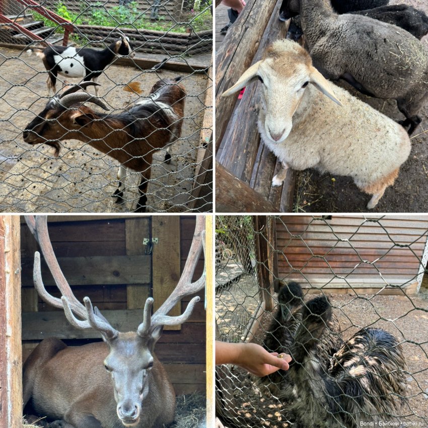 Ботанический сад, зоосад в Иркутске. 2 часть (фото 10)