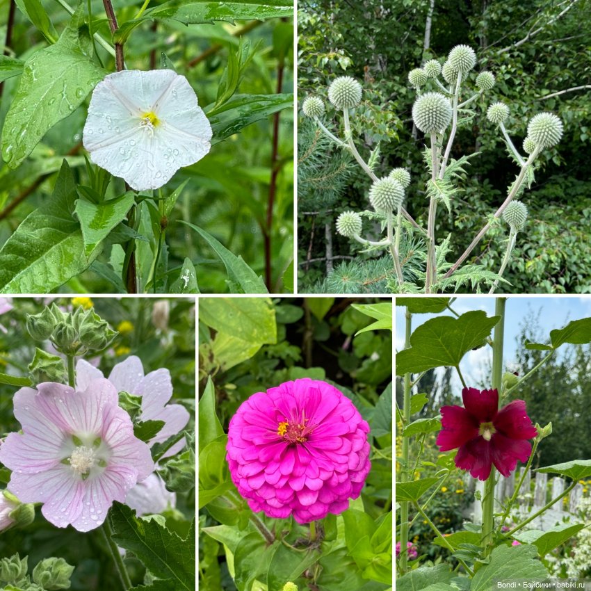 Ботанический сад, зоосад в Иркутске. 1 часть